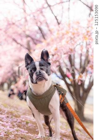 【春】ボストン・テリア【桜】 125153090