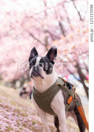 【春】ボストン・テリア【桜】 【春】ボストン・テリア【桜】 125153096