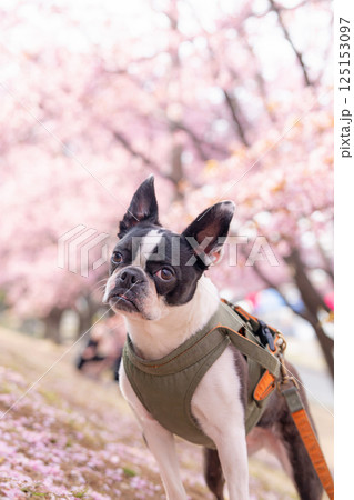 【春】ボストン・テリア【桜】 【春】ボストン・テリア【桜】 125153097