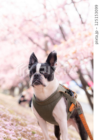 【春】ボストン・テリア【桜】 【春】ボストン・テリア【桜】 125153099
