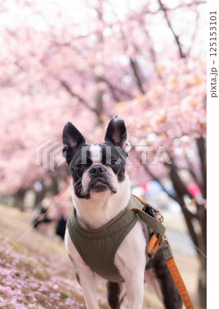 【春】ボストン・テリア【桜】 125153101