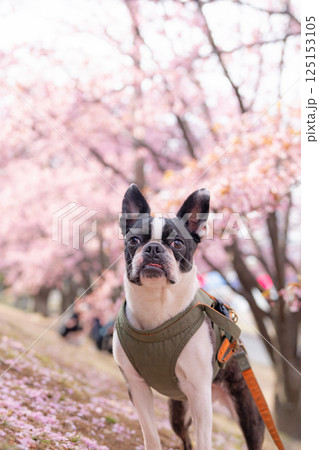 【春】ボストン・テリア【桜】 125153105