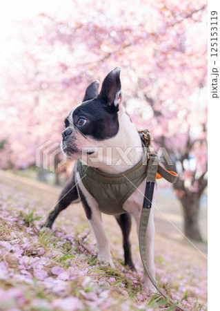【春】ボストン・テリア【桜】 【春】ボストン・テリア【桜】 125153119