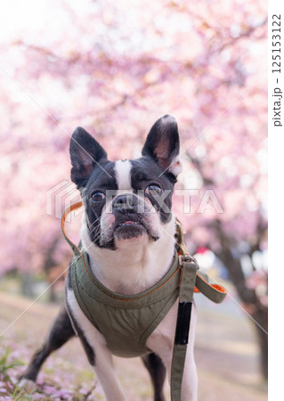 【春】ボストン・テリア【桜】 【春】ボストン・テリア【桜】 125153122