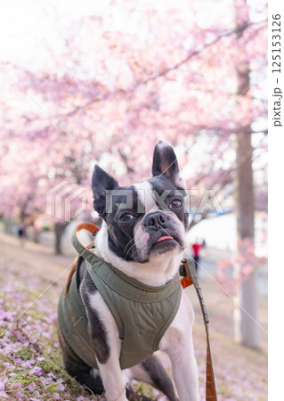 【春】ボストン・テリア【桜】 125153126