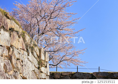 桜満開に咲く竹田城跡 125153511