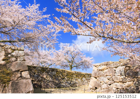 桜満開に咲く竹田城跡 125153512