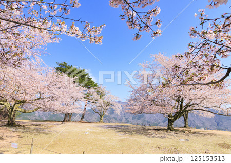 桜満開に咲く竹田城跡 桜満開に咲く竹田城跡 125153513
