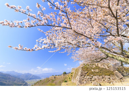 桜満開に咲く竹田城跡 桜満開に咲く竹田城跡 125153515