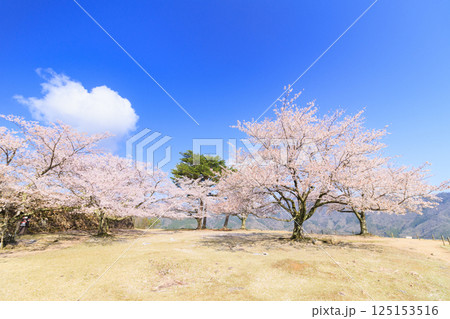 桜満開に咲く竹田城跡 桜満開に咲く竹田城跡 125153516