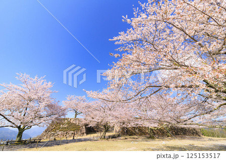 桜満開に咲く竹田城跡 125153517