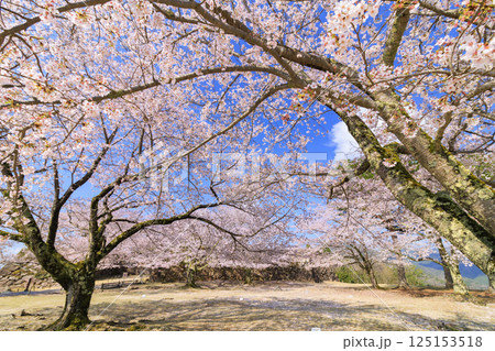 桜満開に咲く竹田城跡 125153518