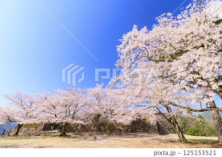 桜満開に咲く竹田城跡 125153521