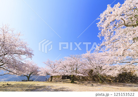 桜満開に咲く竹田城跡 桜満開に咲く竹田城跡 125153522