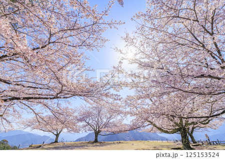 桜満開に咲く竹田城跡 125153524
