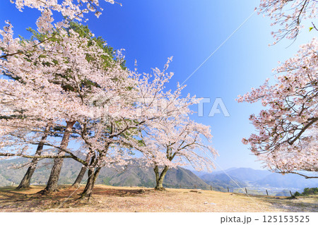 桜満開に咲く竹田城跡 桜満開に咲く竹田城跡 125153525