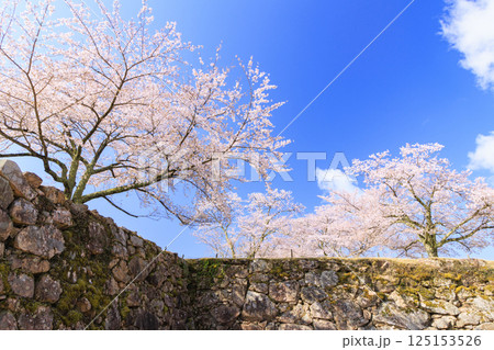 桜満開に咲く竹田城跡 桜満開に咲く竹田城跡 125153526