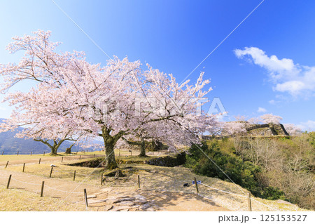 桜満開に咲く竹田城跡 125153527