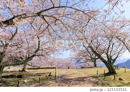桜満開に咲く竹田城跡 桜満開に咲く竹田城跡 125153531