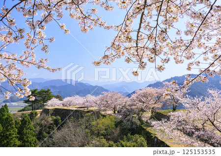 桜満開に咲く竹田城跡 125153535