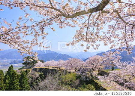 桜満開に咲く竹田城跡 桜満開に咲く竹田城跡 125153536