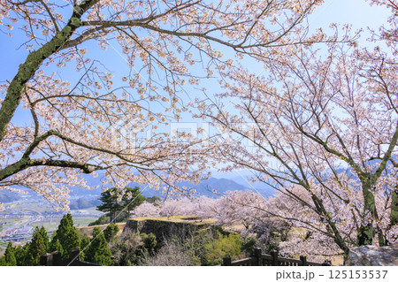 桜満開に咲く竹田城跡 桜満開に咲く竹田城跡 125153537