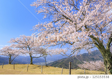 桜満開に咲く竹田城跡 125153538