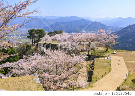 桜満開に咲く竹田城跡 桜満開に咲く竹田城跡 125153540