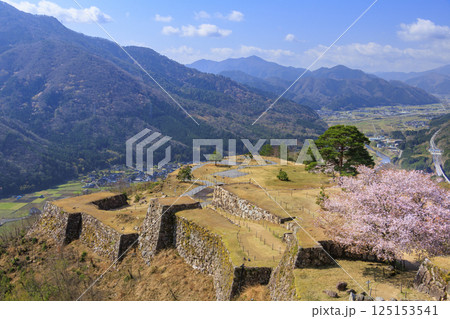 桜満開に咲く竹田城跡 125153541