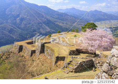 桜満開に咲く竹田城跡 桜満開に咲く竹田城跡 125153542