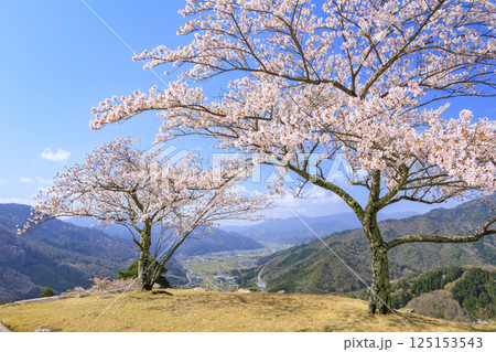 桜満開に咲く竹田城跡 125153543