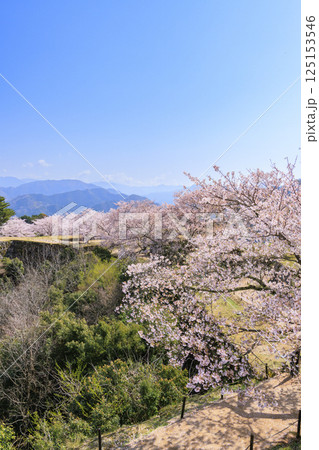 桜満開に咲く竹田城跡 125153546