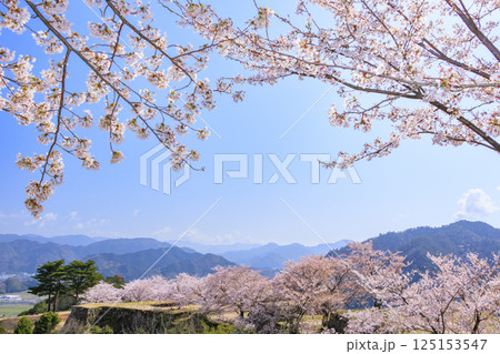 桜満開に咲く竹田城跡 125153547