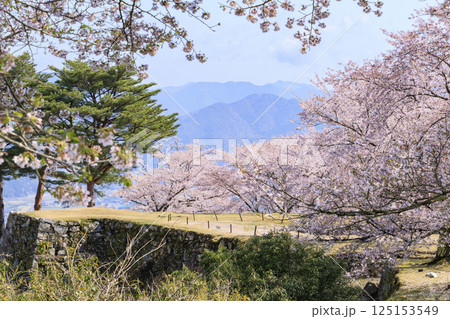 桜満開に咲く竹田城跡 125153549