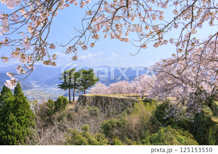 桜満開に咲く竹田城跡 125153550