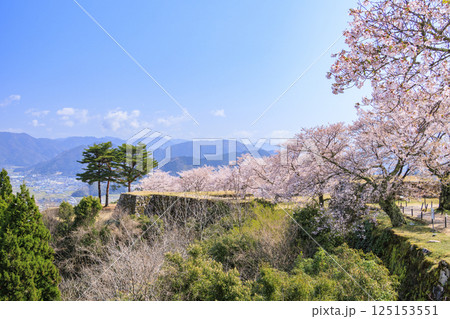 桜満開に咲く竹田城跡 桜満開に咲く竹田城跡 125153551