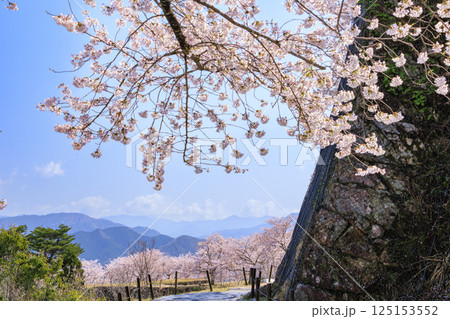 桜満開に咲く竹田城跡 125153552