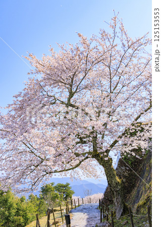 桜満開に咲く竹田城跡 125153553