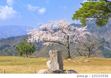 桜満開に咲く竹田城跡 125153556