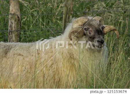 ram in the field with its antlers 125153674