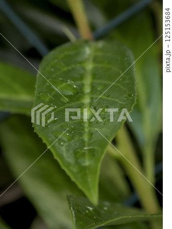 green leaf with raindrops 125153684