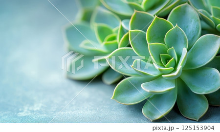 Minimalist Succulent Arrangement on Clean Background for Peaceful Aesthetic Minimalist Succulent Arrangement on Clean Background for Peaceful Aesthetic 125153904