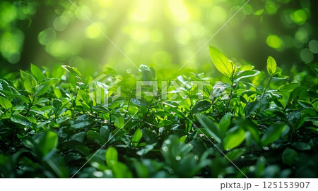 Lush Green Plants Surrounding a Peaceful Workspace with Soft Sunlight 125153907