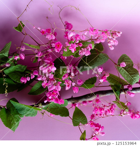 Pink flowers and green leaves create a charming scene on a soft purple background. 125153964
