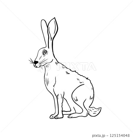 Wild hare sit hand drawn black white vector illustration. Forest animal graphic artwork for winter and Christmas design. Woodland animal for seasonal packaging, stationery. Rabbit outline drawing. 125154048