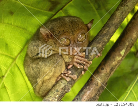 Tarsier monkey on tree in Philippines Tarsier monkey on tree in Philippines 125154309