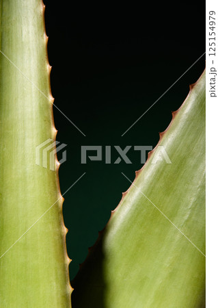 Mexican Aloe Vera. Banner on the theme of cosmetics with aloe. Black background. Large two aloe leaves.  125154979