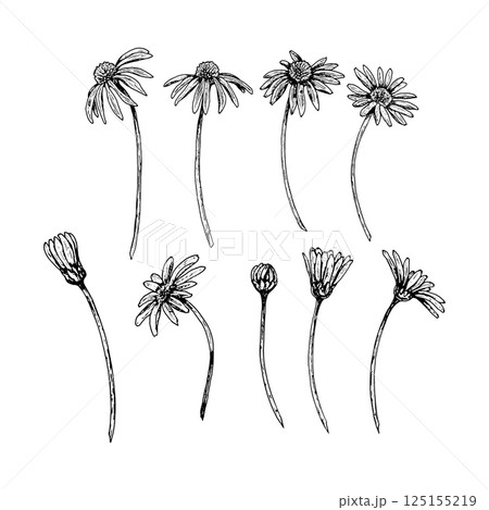 Black and white botanical set of ten wildflowers with stems, showing different blooming stages. Suitable for herbal tea, natural cosmetics, eco packaging, stationery, medicine and textile design. 125155219