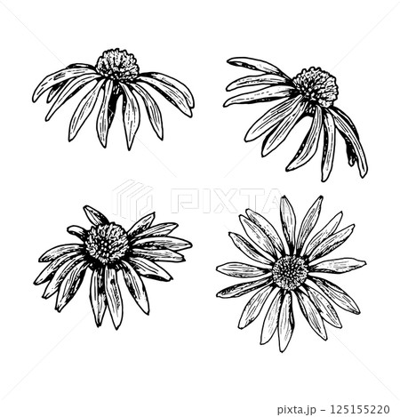 Black and white botanical set of four hand-drawn wildflower heads, resembling chamomile, arnica or echinacea. Perfect for herbal packaging, tea design, cosmetics, stationery and eco projects. 125155220