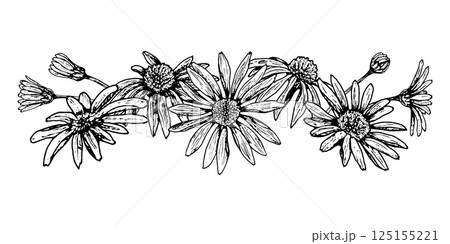 Black and white horizontal floral composition with hand-drawn wildflowers such as daisies, chamomile, echinacea or arnica. Ideal for packaging, herbal tea labels, natural cosmetics and seasonal cards. 125155221